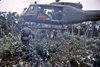 The Bush