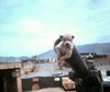 Steve Cunningham's Vietnam Tour - Irma, Fire Mission, LZ Bronco, and Hill 4-11 - May 1970