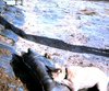 Hill 4-11, People, Gun 6, and Irma - December 1969